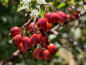 Preview: Rosa glauca - Blaue Hechtrose