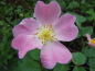 Preview: Rosa jundzillii - Rauhblättrige Rose