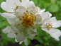 Preview: Rosa multiflora - Vielblütige Rose