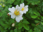 Preview: Rosa multiflora - Vielblütige Rose