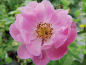 Preview: Rosa rubiginosa "Duplex" - Weinrose