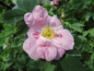 Preview: Rosa villosa - Apfelrose