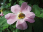 Preview: Rosa villosa - Apfelrose