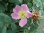 Preview: Rosa villosa "Karpatia" - Apfelrose