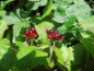 Preview: Rubus arcticus "Beata" - Schwedische Ackerbeere