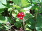 Preview: Rubus arcticus "Beata" - Schwedische Ackerbeere