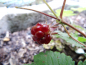 Preview: Rubus arcticus - Schwedische Ackerbeere