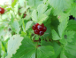 Preview: Rubus arcticus "Marika" - Schwedische Ackerbeere