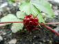 Preview: Rubus arcticus "Mespi" - Schwedische Ackerbeere