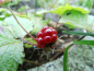 Preview: Rubus arcticus "Tarja" - Schwedische Ackerbeere