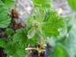 Preview: Rubus chamaemorus - Moltebeere