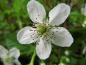 Preview: Rubus fruticosus "Agawam" - Brombeere