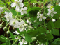 Preview: Rubus fruticosus "Agawam" - Brombeere