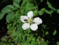 Preview: Rubus fruticosus "Black Butte" - Brombeere
