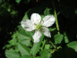Preview: Rubus fruticosus "Black Butte" - Brombeere