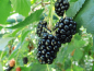 Preview: Rubus fruticosus "Black Satin" - Stachellose Brombeere
