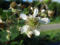 Preview: Rubus fruticosus - Brombeere