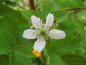 Preview: Rubus fruticosus "Loch Ness"(S) - Stachellose Brombeere