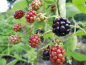 Preview: Rubus fruticosus "Loch Tay"(S) - Stachellose Brombeere
