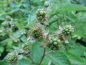 Preview: Rubus fruticosus "Loch Tay"(S) - Stachellose Brombeere