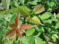 Preview: Rubus fruticosus - Brombeere