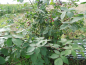 Preview: Rubus fruticosus "Thornfree" - Stachellose Brombeere
