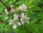 Preview: Rubus fruticosus "Thornless Evergreen" - Stachellose Brombeere