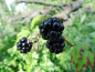 Preview: Rubus fruticosus "Thornless Evergreen" - Stachellose Brombeere