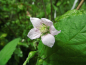 Preview: Rubus fruticosus "Triple Crown" - Stachellose Brombeere