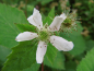 Preview: Rubus fruticosus "Triple Crown" - Stachellose Brombeere