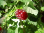 Preview: Rubus fruticosus x idaeus "Buckingham Tayberry" - Stachellose Brombeer-Himbeer-Hybride