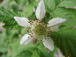 Preview: Rubus fruticosus x idaeus "Tayberry" - Brombeer-Himbeer-Hybride