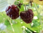 Preview: Rubus idaeus "Aroma Queen" "Aromquee" (S) - Himbeere rot