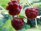 Preview: Rubus idaeus "Aroma Queen" "Aromquee" (S) - Himbeere rot
