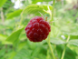 Preview: Rubus idaeus "Autumn First" - Himbeere rot