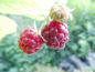 Preview: Rubus idaeus "Autumn First" - Himbeere rot