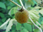 Preview: Rubus idaeus "Fallgold" - Himbeere gelb