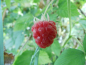 Preview: Rubus idaeus "Glen Ample"(S) - Himbeere rot - stachellos