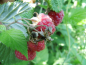 Preview: Rubus idaeus "Glen Ample"(S) - Himbeere rot - stachellos