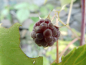 Preview: Rubus idaeus "Glen Coe" - Himbeere weinrot - stachellos