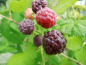 Preview: Rubus idaeus "Glen Coe" - Himbeere weinrot - stachellos
