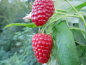 Preview: Rubus idaeus "Himbo-Top" "Rafzaqu"(S) - Himbeere rot