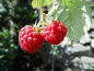 Preview: Rubus idaeus "Meeker" - Himbeere rot
