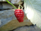 Preview: Rubus idaeus "Tulameen" - Himbeere rot