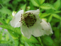 Preview: Rubus illecebrosus - Erdbeer-Himbeere