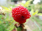 Preview: Rubus illecebrosus - Erdbeer-Himbeere