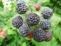 Preview: Rubus occidentalis "Black Jewel" - Himbeere schwarz
