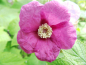 Preview: Rubus odoratus - Zimt-Himbeere