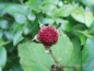 Preview: Rubus odoratus - Zimt-Himbeere