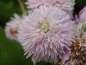 Preview: Rubus ulmifolius var. bellidiflorus - Mittelmeer-Brombeere